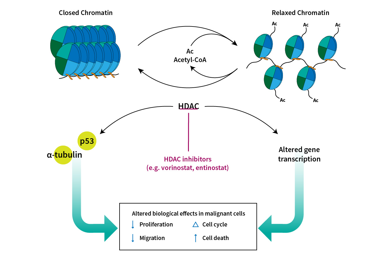 Chromatin regulation via HAT and HDAC activity Chromatin regulation via HAT and HDAC activity