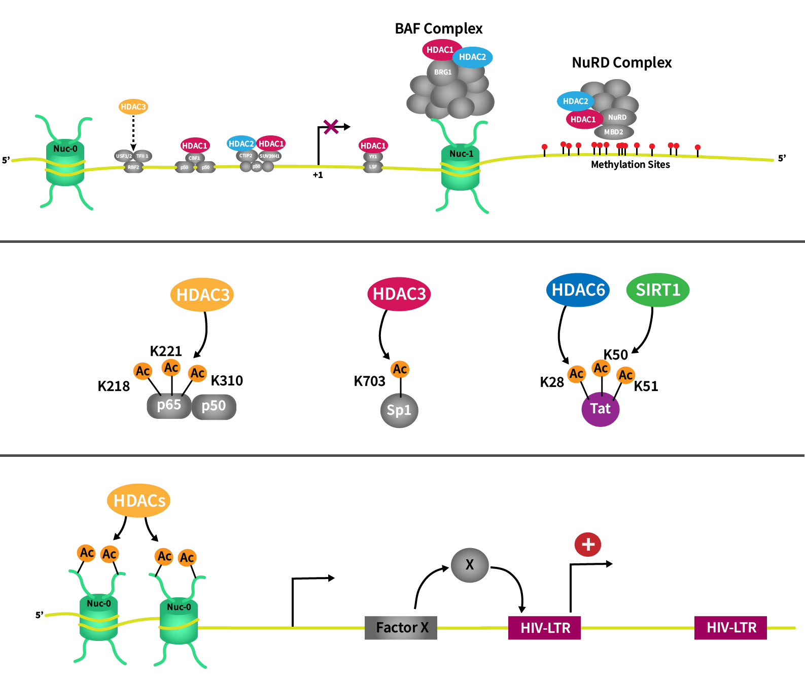HDAC activity in HIV