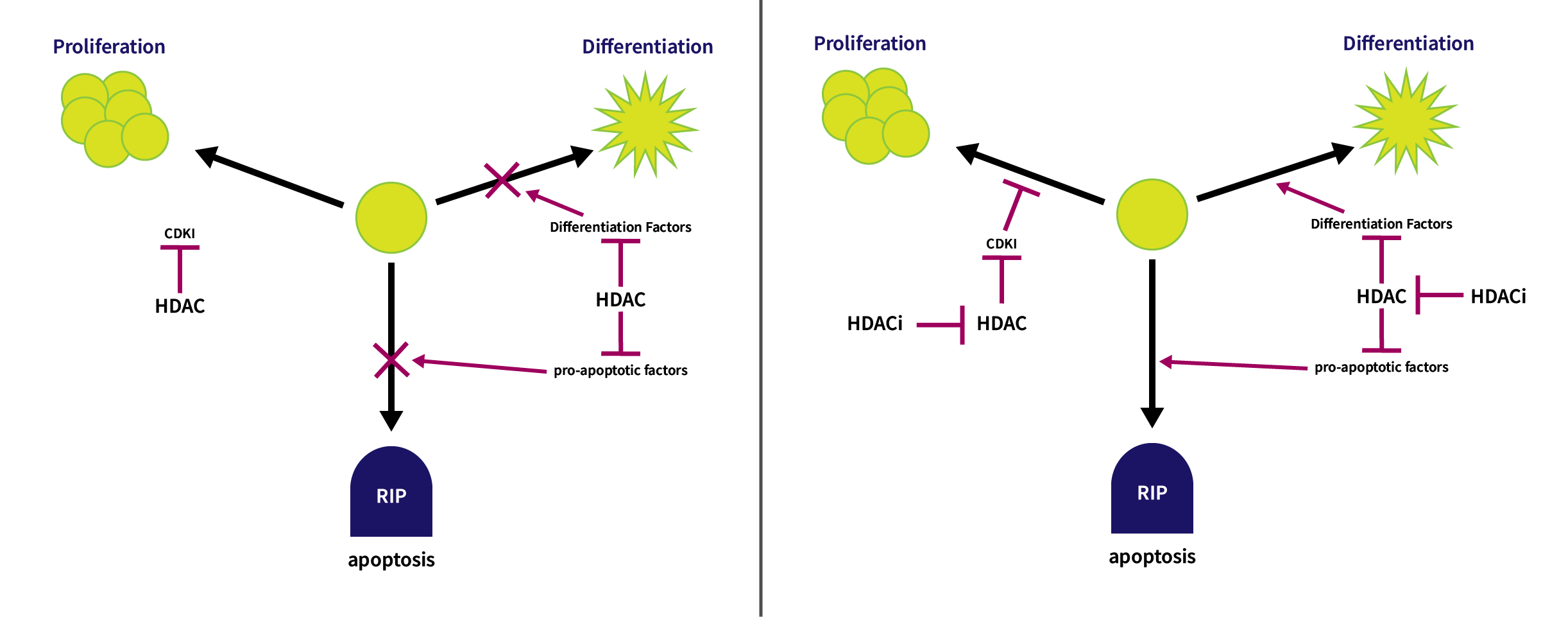 HDACi activity in oncology