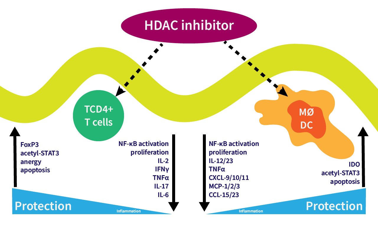 HDACi in inflammation