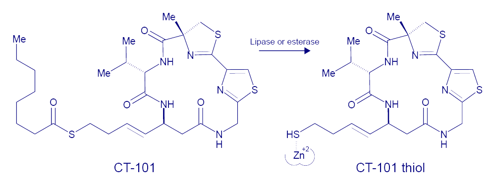 CT-101 activation and HDAC interaction CT-101 activation and HDAC interaction